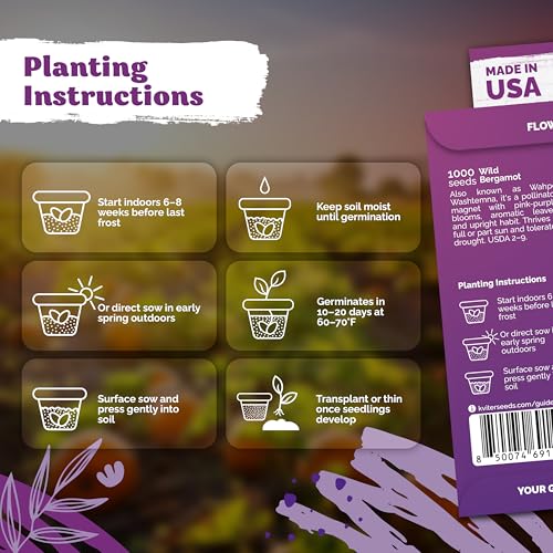 1 000 Wild Bergamot Heirloom Flower Seeds for Planting
