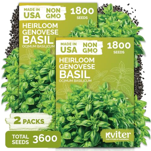 3 600 Genovese Basil Heirloom Herb Seeds for Planting