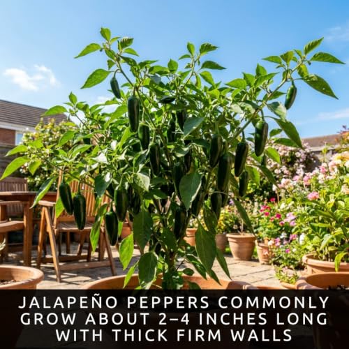 100 Jalapeno Pepper Seeds (Jalapeno Pepper)