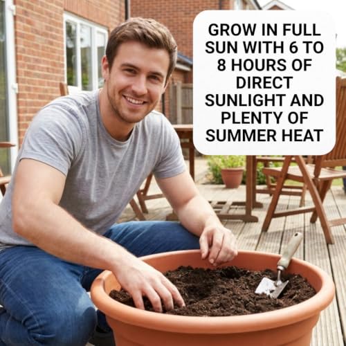 100 Jalapeno Pepper Seeds (Jalapeno Pepper)