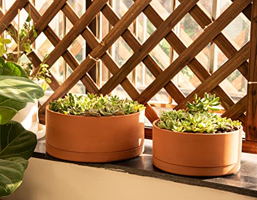 Terracotta Shallow Planter Pot with Saucer (10 Inch)