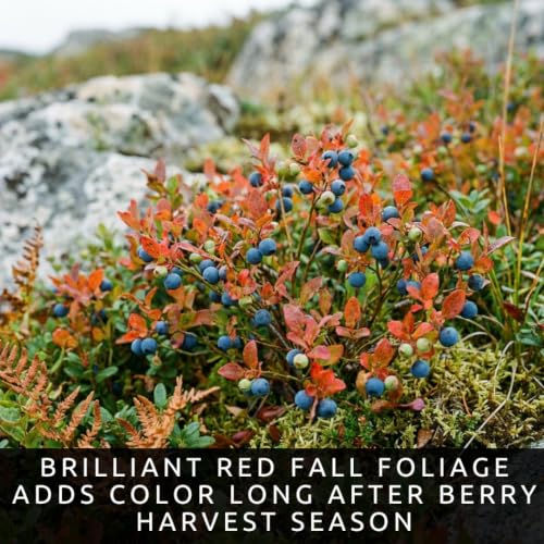 Lowbush Blueberry Seeds for Planting (Lowbush Blueberry)
