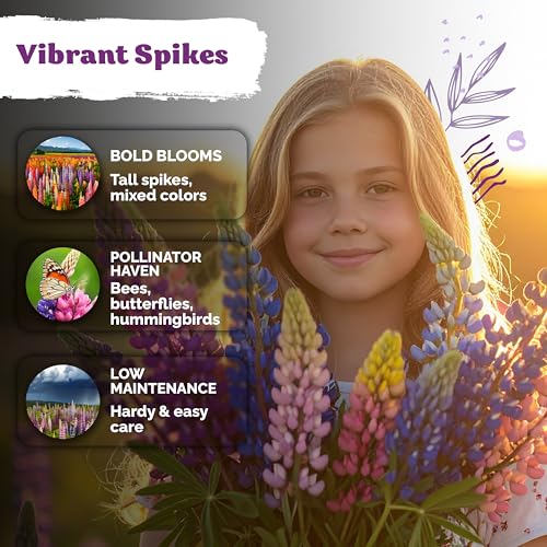 250 Mix Russell Lupine Heirloom Perennial Flower Seeds