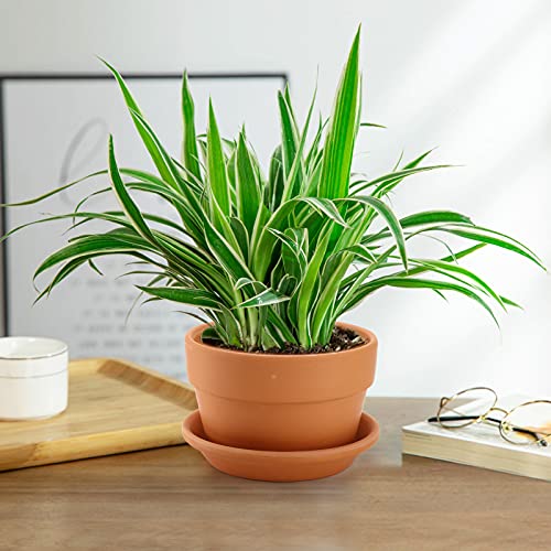 4 Pack Terracotta Pots with Saucer (6x4 Inch)