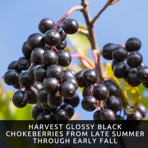 Black Chokeberry Seeds for Planting Native Shrub 100 Premium Seeds (White Flowers, Black Berries, Red Fall Foliage)