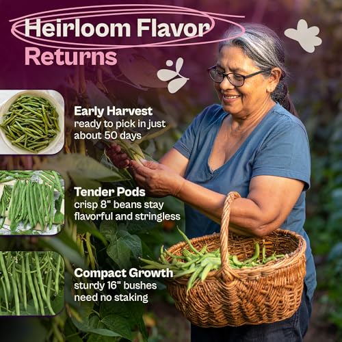 50 Kentucky Wonder Bush Bean Seeds
