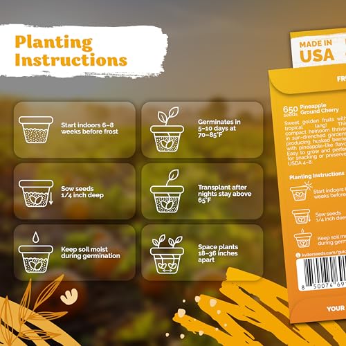 1 300 Pineapple Ground Cherry Heirloom Vegetable Seeds