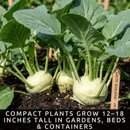 White Kohlrabi Seeds for Planting (White Kholrabi)