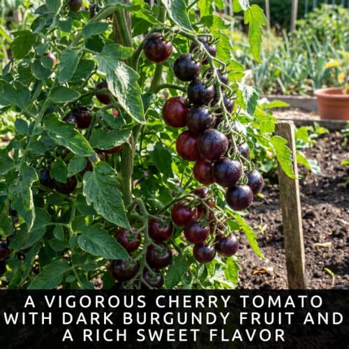 Black Pearl Tomato Seeds for Planting (Black Pearl Tomato)