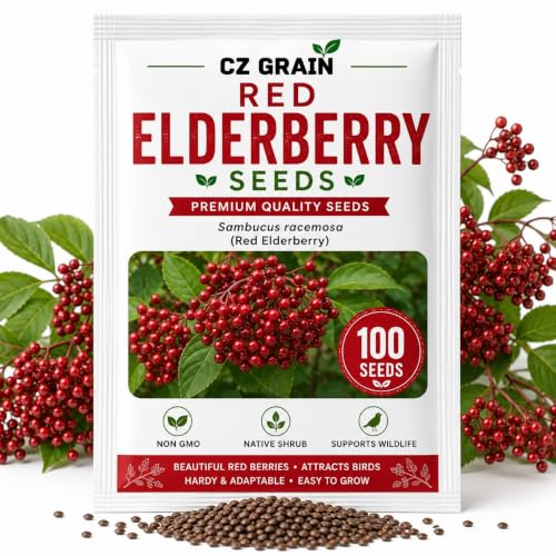 Red Elderberry Seeds for Planting (Red Elderberry)