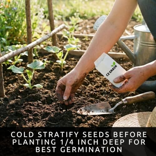 Red Elderberry Seeds for Planting (Red Elderberry)