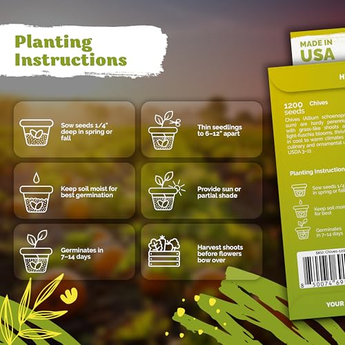 1 200 Chive Heirloom Herb Seeds for Planting