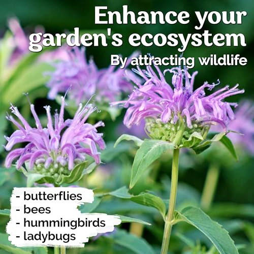 2 000 Wild Bergamot Heirloom Flower Seeds for Planting
