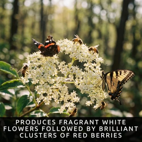 Red Elderberry Seeds for Planting (Red Elderberry)