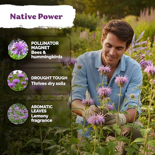 1 000 Wild Bergamot Heirloom Flower Seeds for Planting