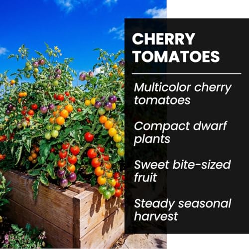 Rainbow Cherry Tomato Seeds for Planting (Rainbow Cherry Tomato)
