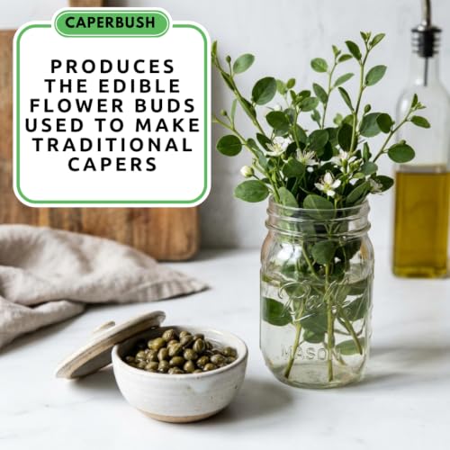 Caperbush Seeds to Grow (Caperbush)