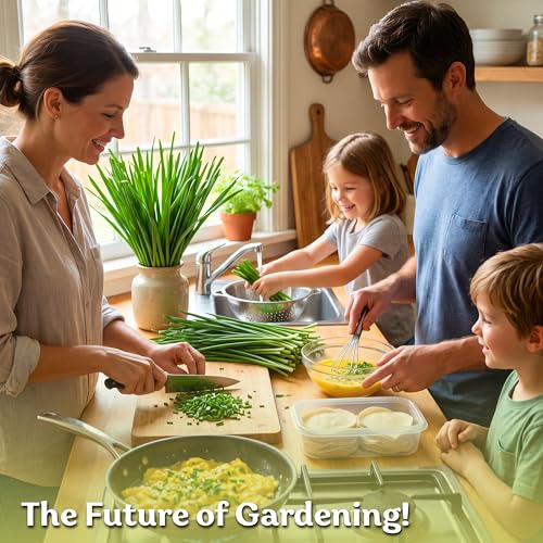 500 Garlic Chives Heirloom Herb Seeds for Planting