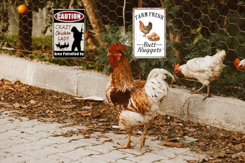 2pcs Funny Chicken Sign Vintage Metal Tin Signs Chicken Coop Accessories Lovers Gifts For Farm Yard Fence Decor Coop Caution Sign Outdoor Wall Decor 8×12 Inch (2jizuhehe)