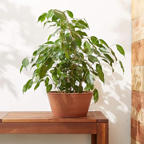 PSW Pot Collection TD25TC Plastic (Terra Cotta / 10 by 5-Inch)