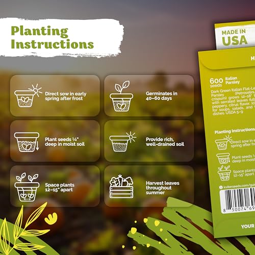 1 200 Flat Leaf Italian Parsley Heirloom Herb Seeds