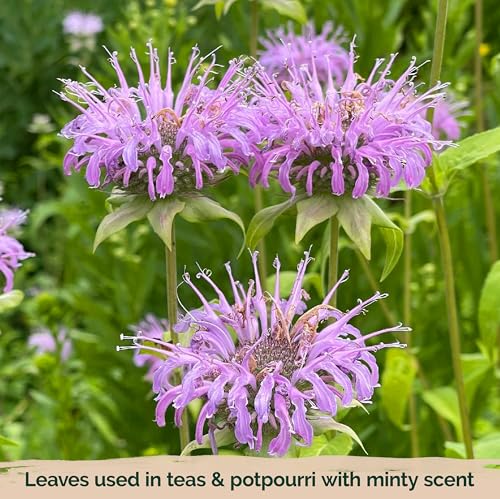 2 000 Wild Bergamot Heirloom Flower Seeds for Planting