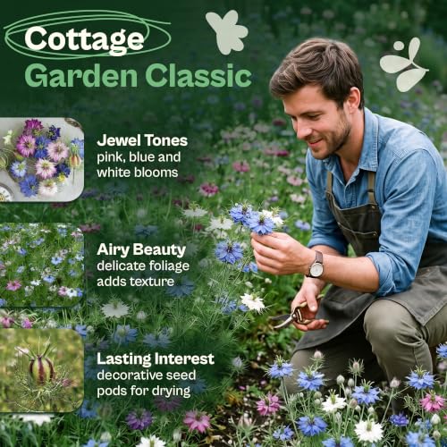 500 Mix Miss Jekyll Love in a Mist Heirloom Seeds Nigella damascena