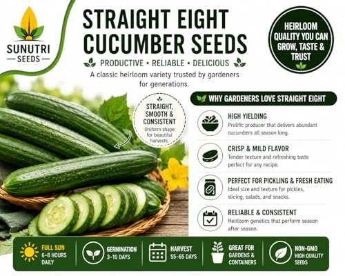 Straight Eight Cucumber Seeds for Planting