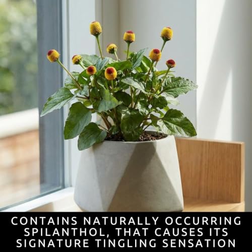 Toothache Plant Seeds for Planting (Toothache Plant)