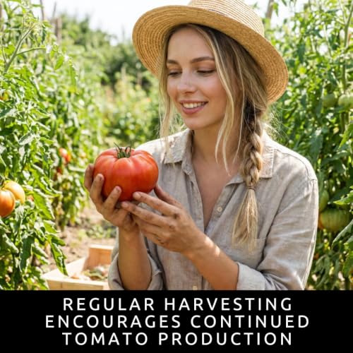 Beefsteak Tomato Seeds to Plant (Beefsteak Tomato)