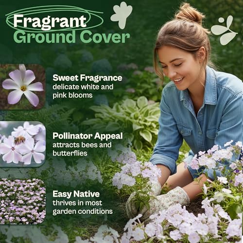 1500 Mountain Phlox Seeds