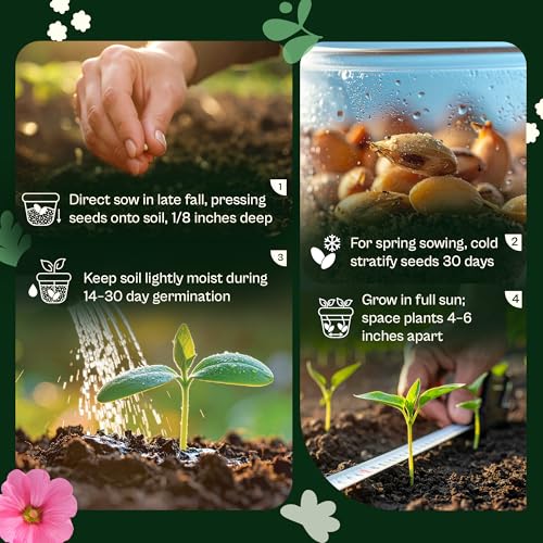 5500 Purpletop Vervain Seeds