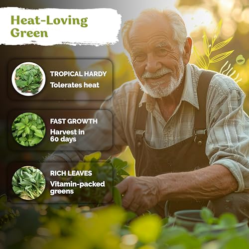 3 000 Egyptian Spinach Heirloom Vegetable Seeds
