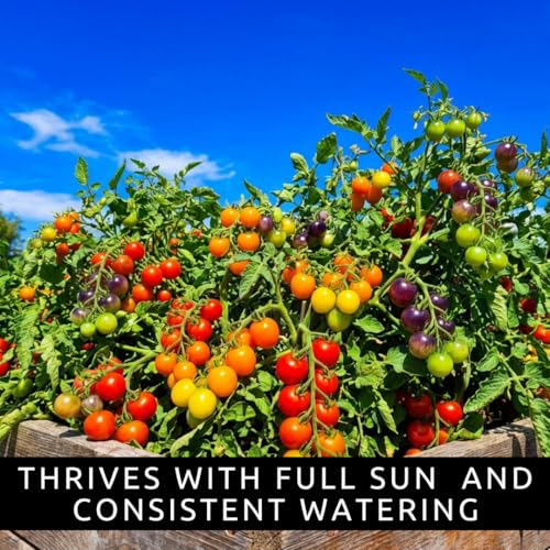 Rainbow Cherry Tomato Seeds for Planting (Rainbow Cherry Tomato)