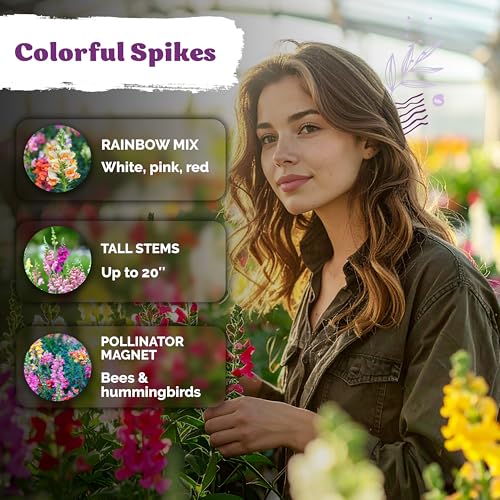 1 500 Tetra Mix Snapdragon Flower Seeds for Planting