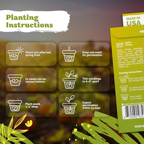 500 Garlic Chives Heirloom Herb Seeds for Planting