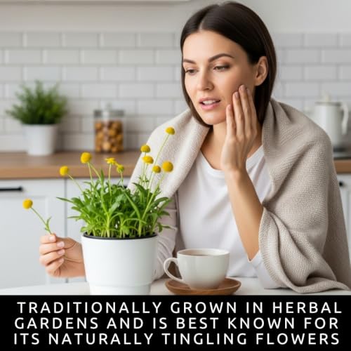 Toothache Plant Seeds for Planting (Toothache Plant)