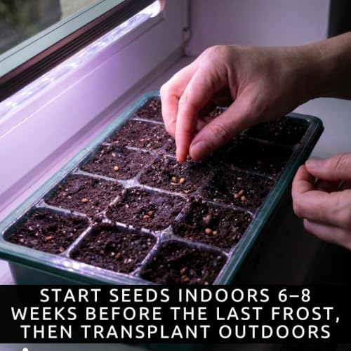 Beefsteak Tomato Seeds to Plant (Beefsteak Tomato)