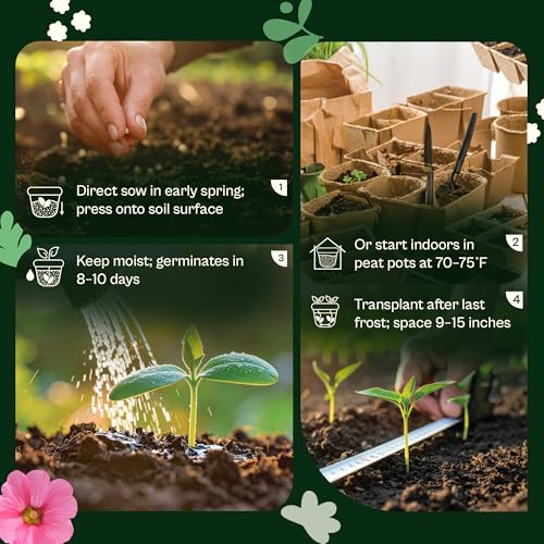 1100 Mix Tall Strawflower Seeds