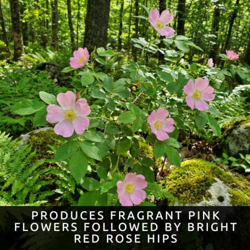 Woods Rose Seeds for Planting (Woods Rose)
