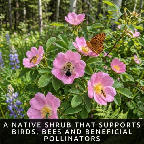 Woods Rose Seeds for Planting (Woods Rose)