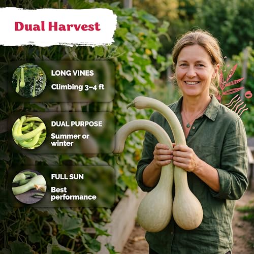 40 Tromboncino Squash Heirloom Vegetable Seeds