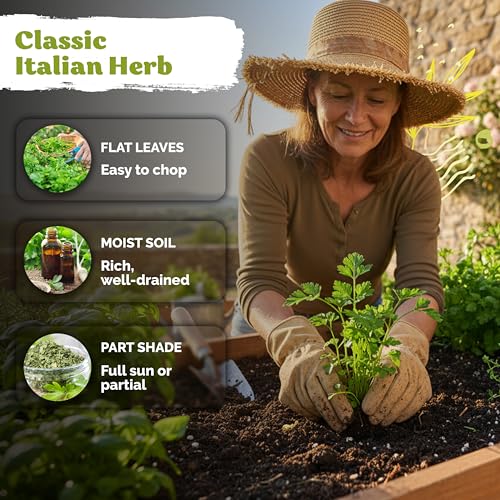 1 200 Flat Leaf Italian Parsley Heirloom Herb Seeds