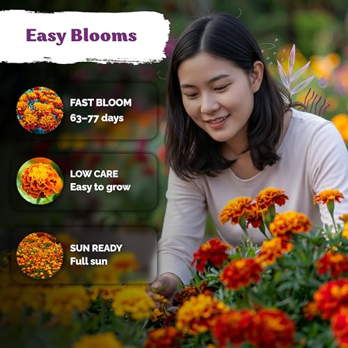1 000 French Marigold Heirloom Flower Seeds for Planting