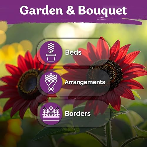 150 Chocolate Cherry Sunflower Heirloom Flower Seeds