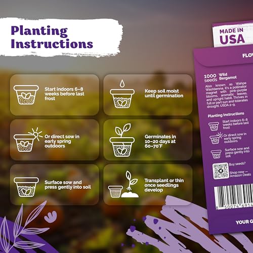 2 000 Wild Bergamot Heirloom Flower Seeds for Planting