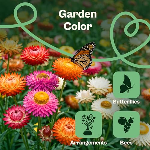 1100 Mix Tall Strawflower Seeds