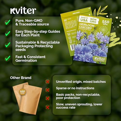 1 100 Chicory Heirloom Flower Seeds for Planting