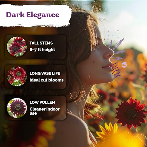 150 Chocolate Cherry Sunflower Heirloom Flower Seeds