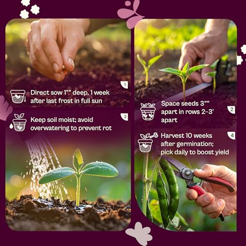 50 Kentucky Wonder Bush Bean Seeds